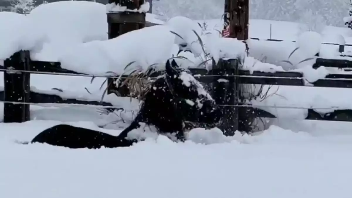 Els cavalls saben gaudir de la neu a Àustria