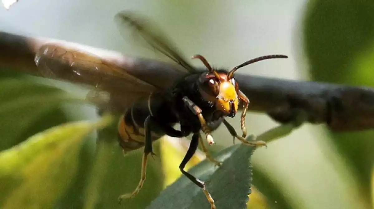 Exemplar de vespa asiàtica