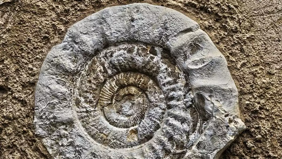 Imatge del fòssil trobat a Yorkshire