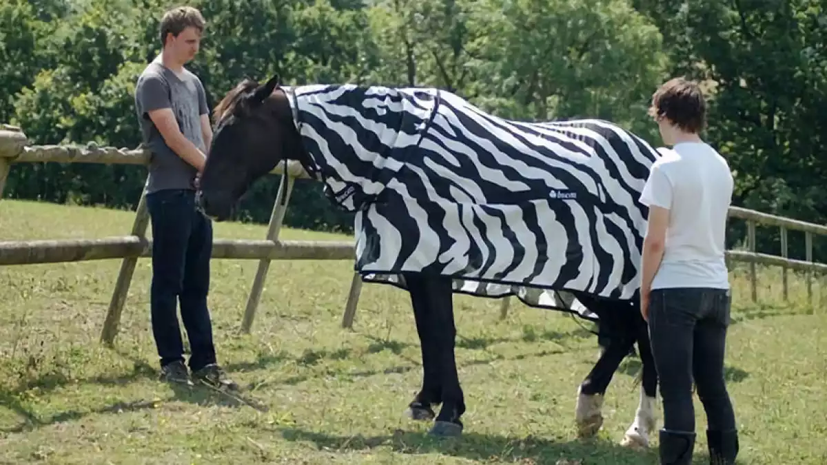 Imatge d'un dels cavalls disfressats de zebra