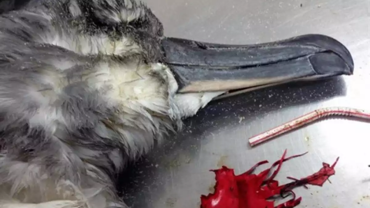 Els globus de plàstic són mortals per a les aus marines