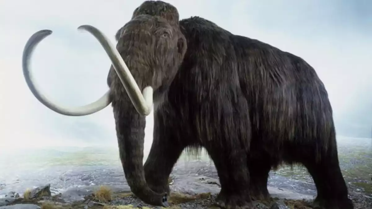 Els mamuts van viure fa milers d'anys a la Terra