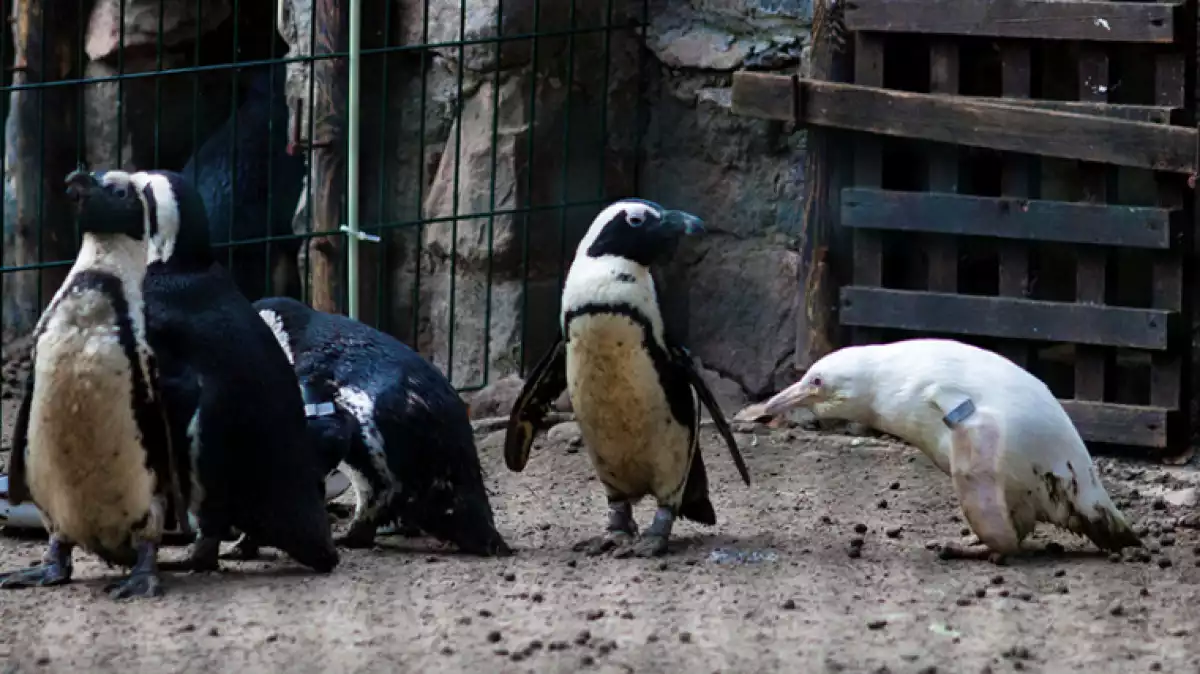 Imatge de l'exemplar de pingüí albí que hi ha al zoo de Gdansk