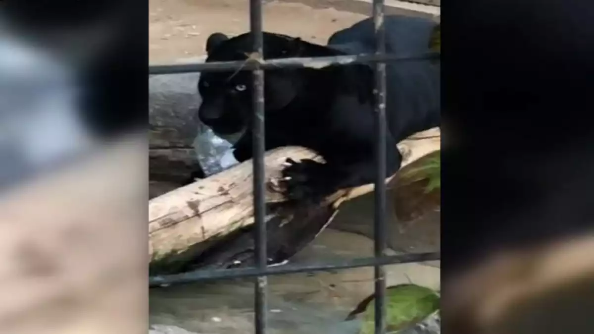 Imatge del jaguar jugant amb una ampolla de plàstic després d'atacar a la dona