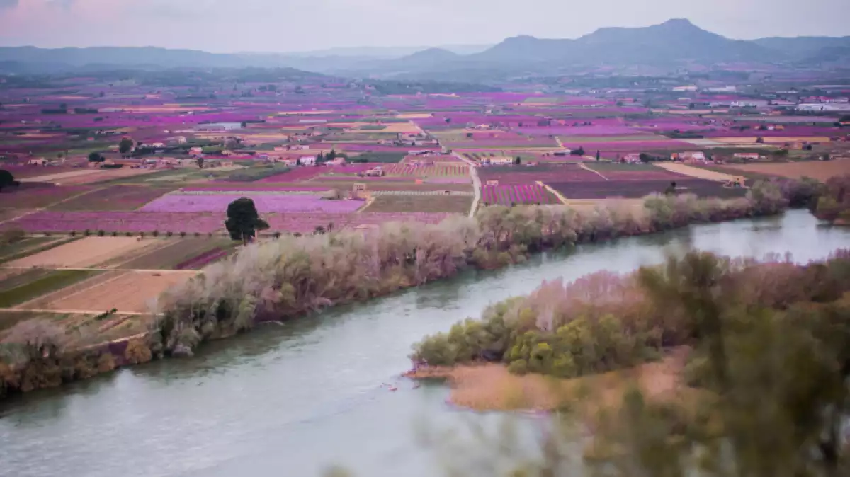 Imatge dels camps de fruiters, florits, a la Ribera d'Ebre