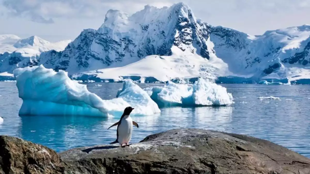 El trencament de gel a l'Antàrtida està causant un desastre entre els pingüins