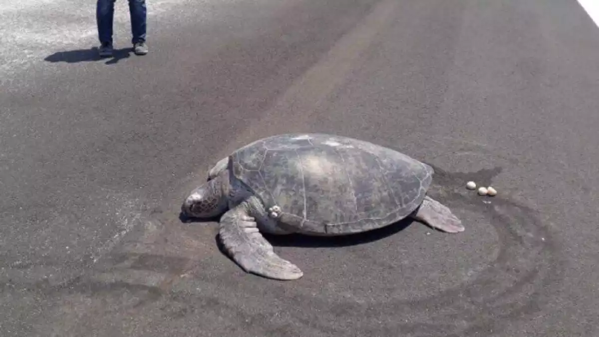 Imatge de la tortuga que ha niat en una pista d'aterratge