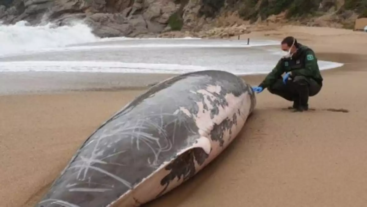 Una balena de grans dimensions va encallar i morir el divendres a una platja de Tossa de Mar