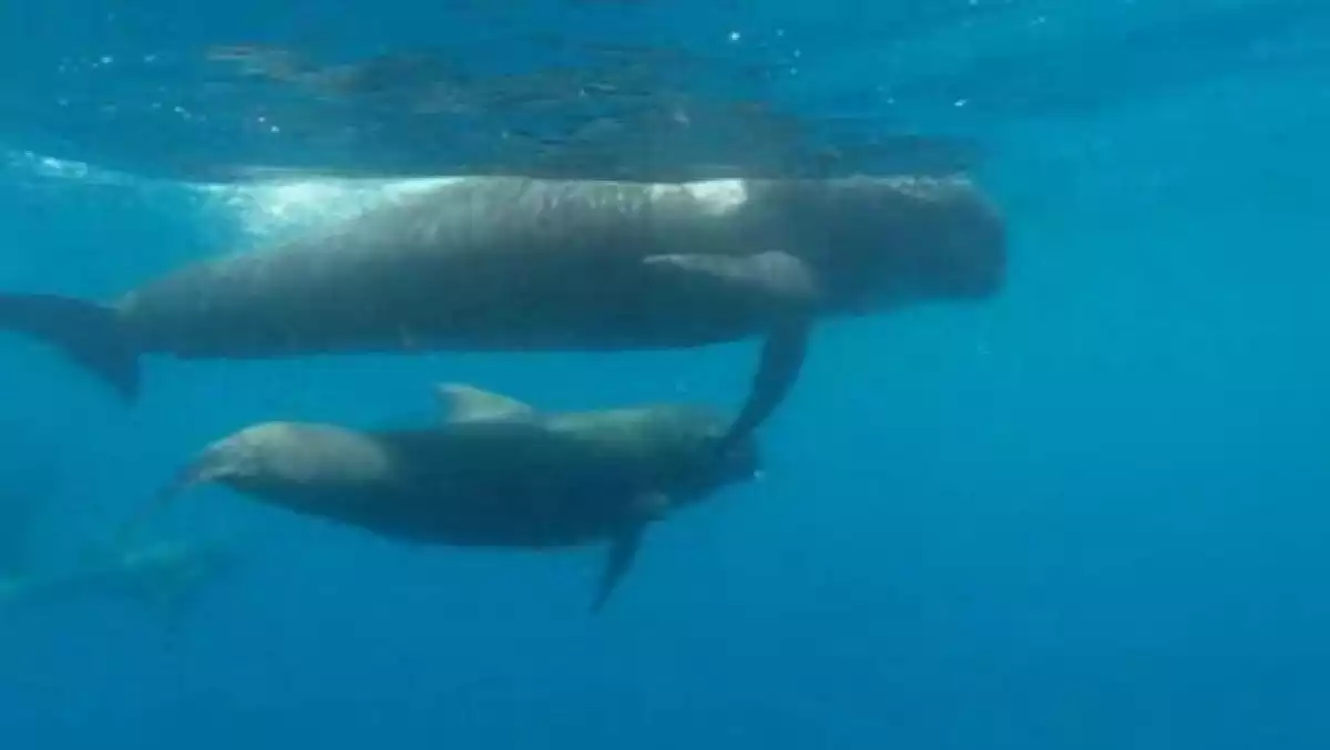 Els cetacis vist des de sota l'aigua