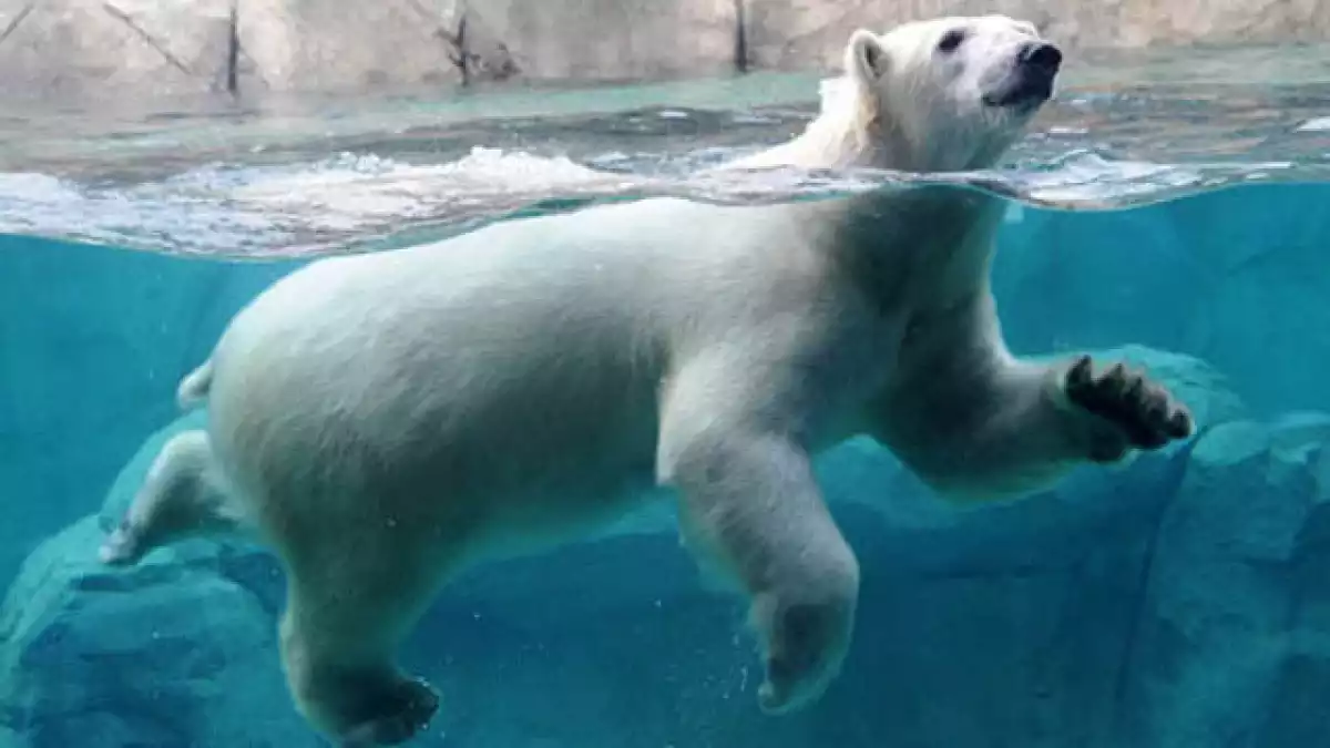 Imatge d'un ós polar en un zoo