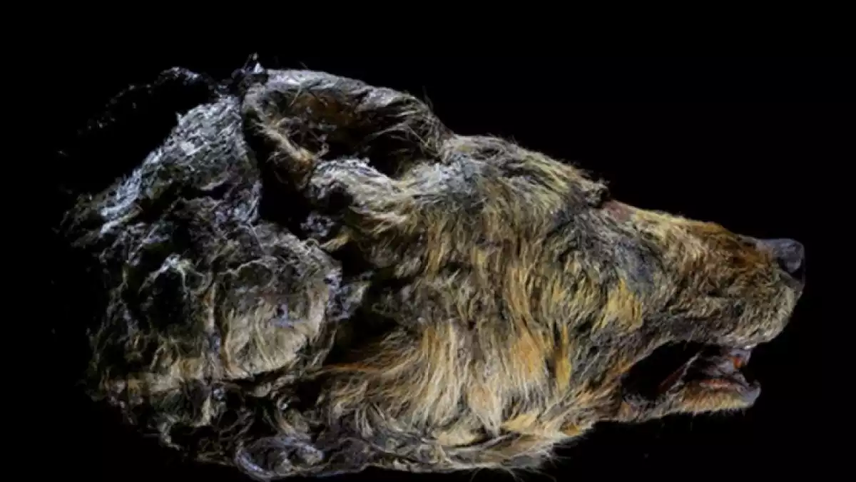 Troben el cap d'un llop de fa 40.000 anys