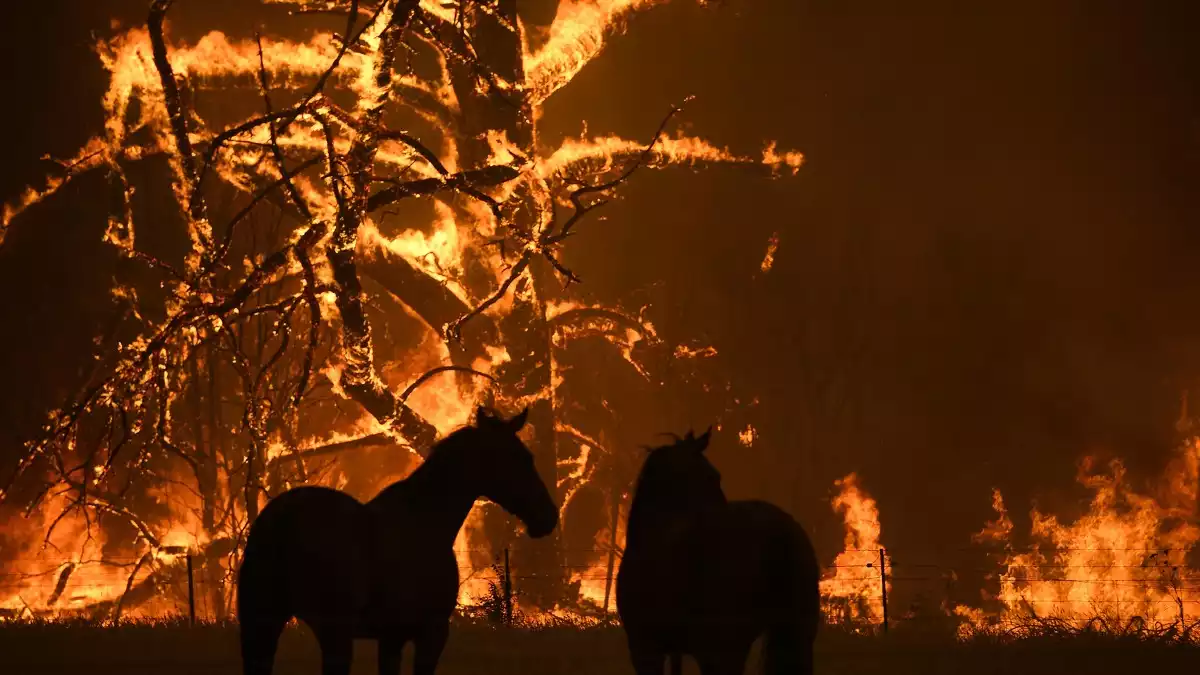 Imatge de l'incendi d'Austràlia del passat dissabte, 21 de desembre de 2019
