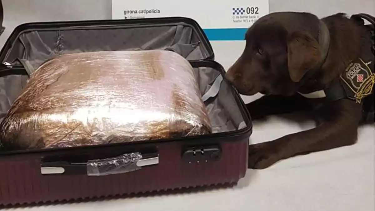 Kira, la gossa de la Policia Municipal de Girona que ha trobat gairebé 4 kg de marihuana en una maleta el 16 de desembre de 2019