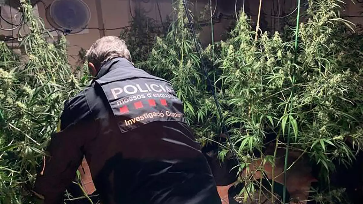 Mosso inspeccionant plantes marihuana