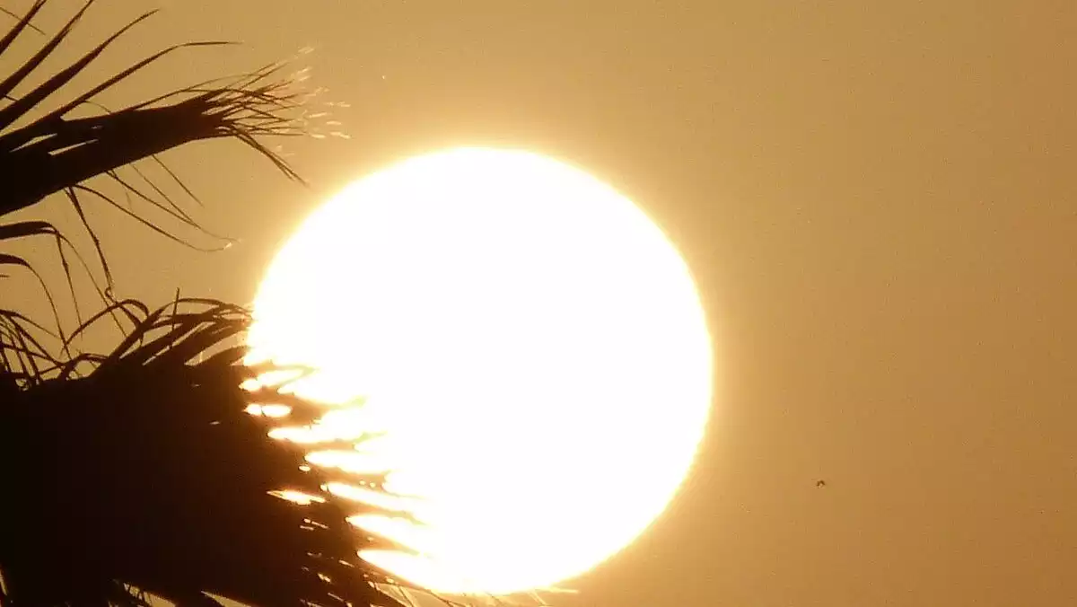 Imatge del sol i una palmera un dia d'estiu