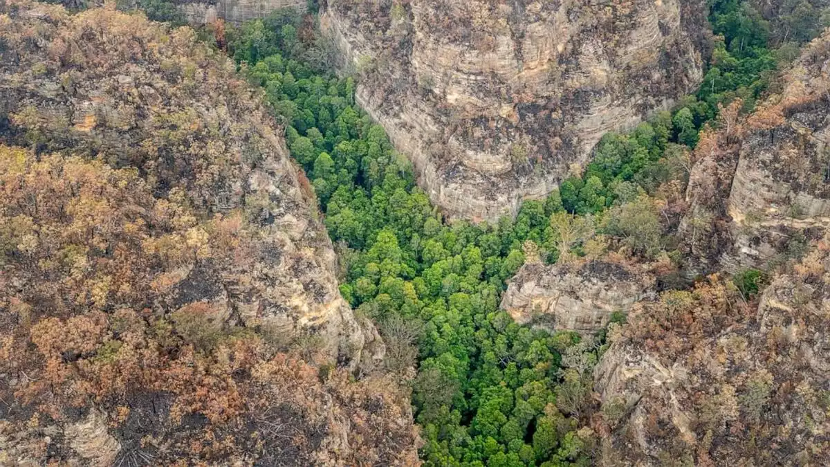 Imatge del bosc de Wollemi, a Austràlia, salvat de les flames dels històrics incendis