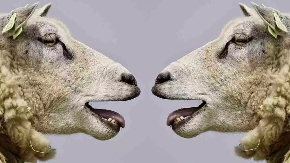 Dues ovelles cara a cara