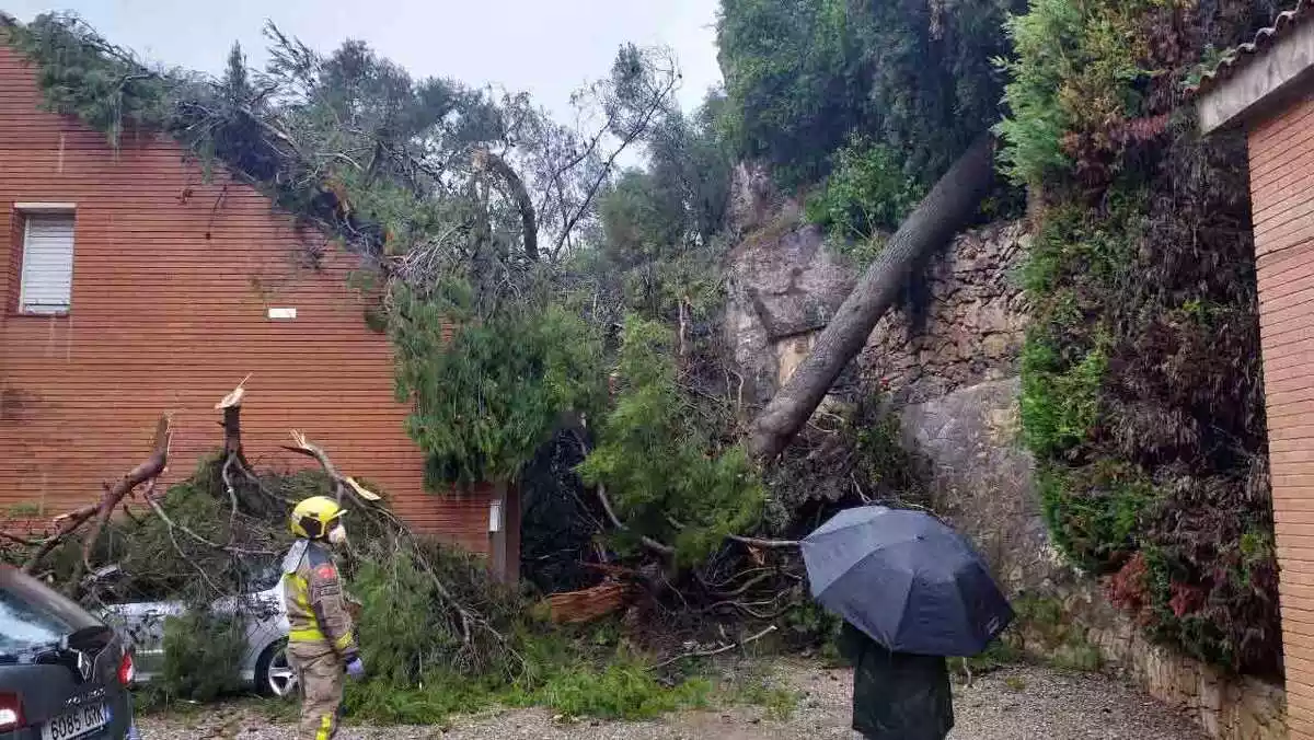 Imatge d'un arbre caigut per un temporal a Corbera de Llobregat