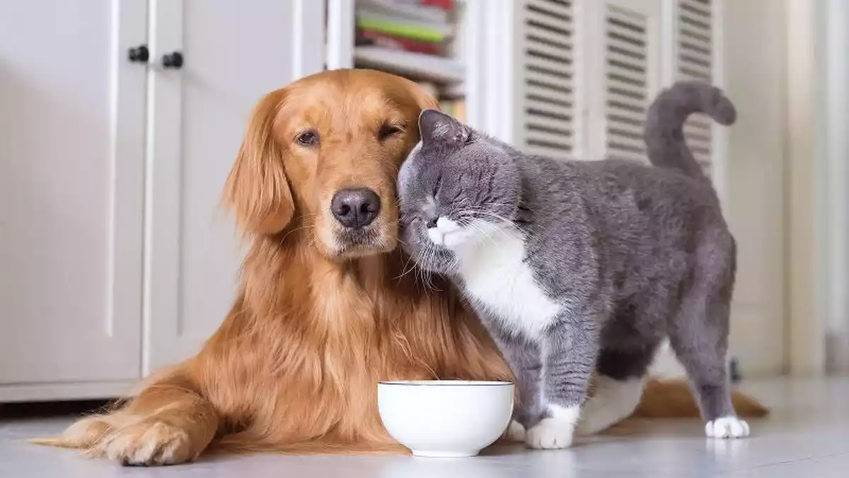 Imatge d'un gos i un gat compartint el mateix espai a casa