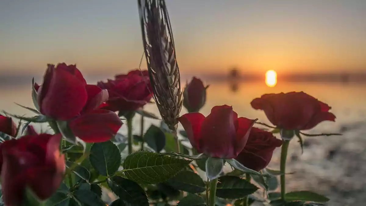 Imatge d'un ram de roses en una sortida de sol al Delta de l'Ebre