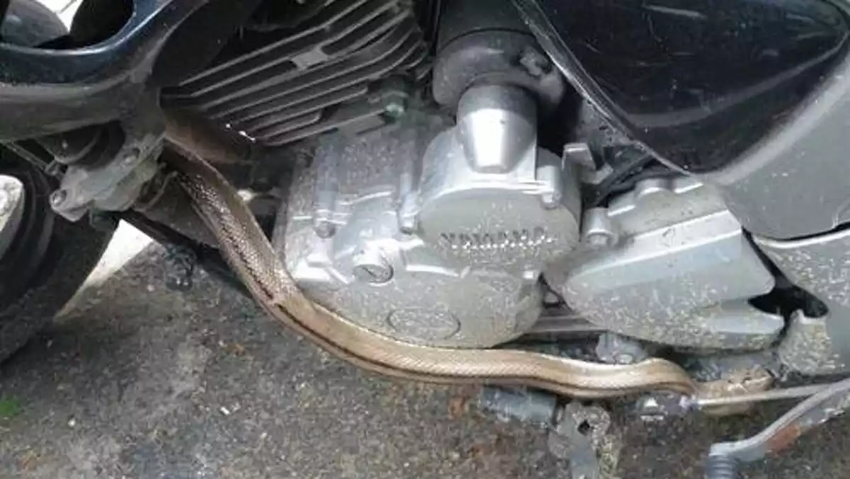 Imatge de la serp que han trobat en una moto de Barcelona aquest dimecres 22 d'abril