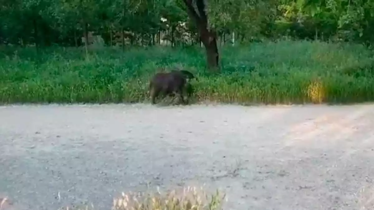 Captura del vídeo de la Policia de Manresa on es veuen els senglars campant al Congost