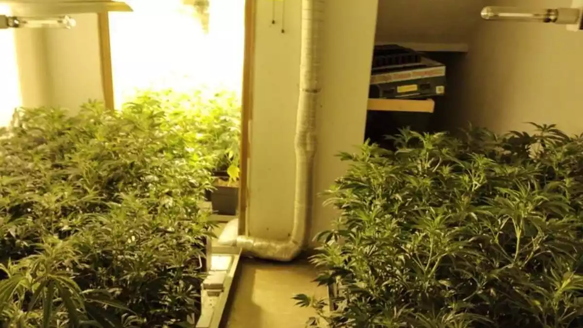 Imatge de les plantes de marihuana descobertes en una casa de Porqueres, al Pla de l'Estany
