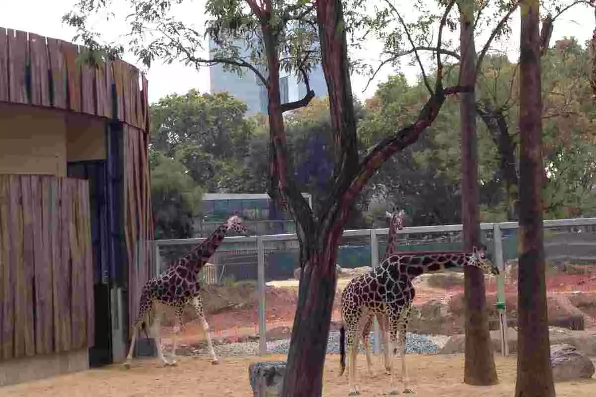 Imatges de tres de les girafes que viuen en captivitat al Zoo de Barcelona