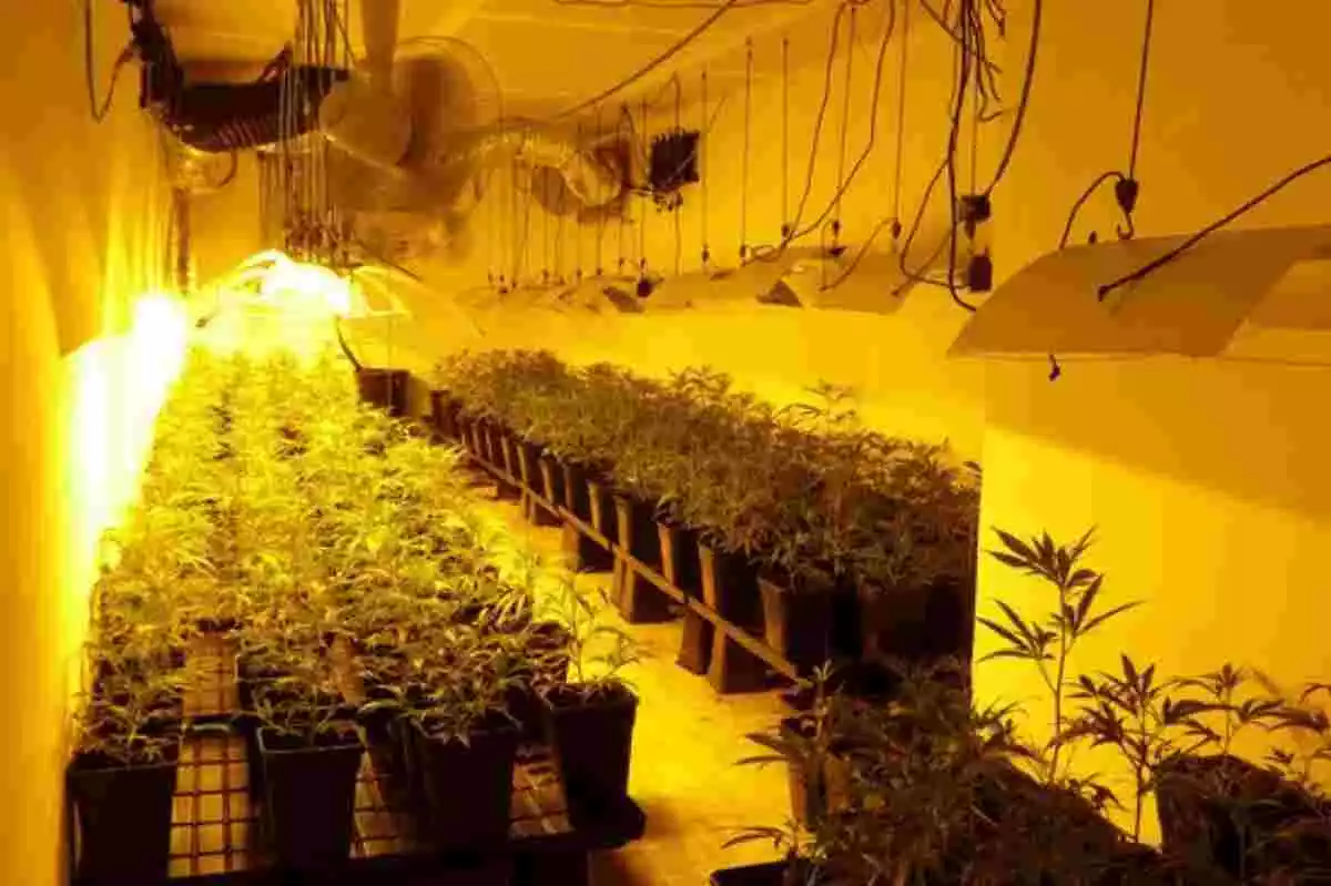 Una plantació de marihuana sota llum groga