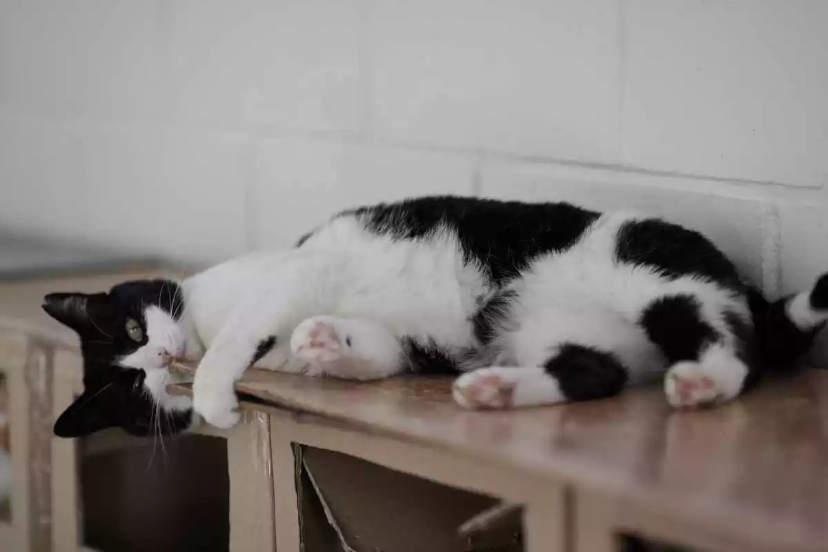 Imatge d'un gat estirat a un domicili