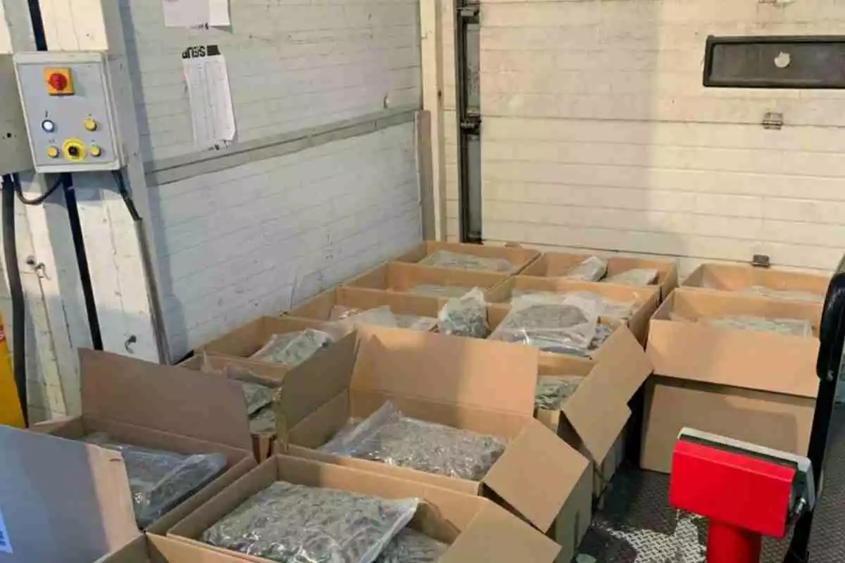 Les bosses de marihuana intervingudes en un camió a Aiguaviva, repartida en diverses caixes