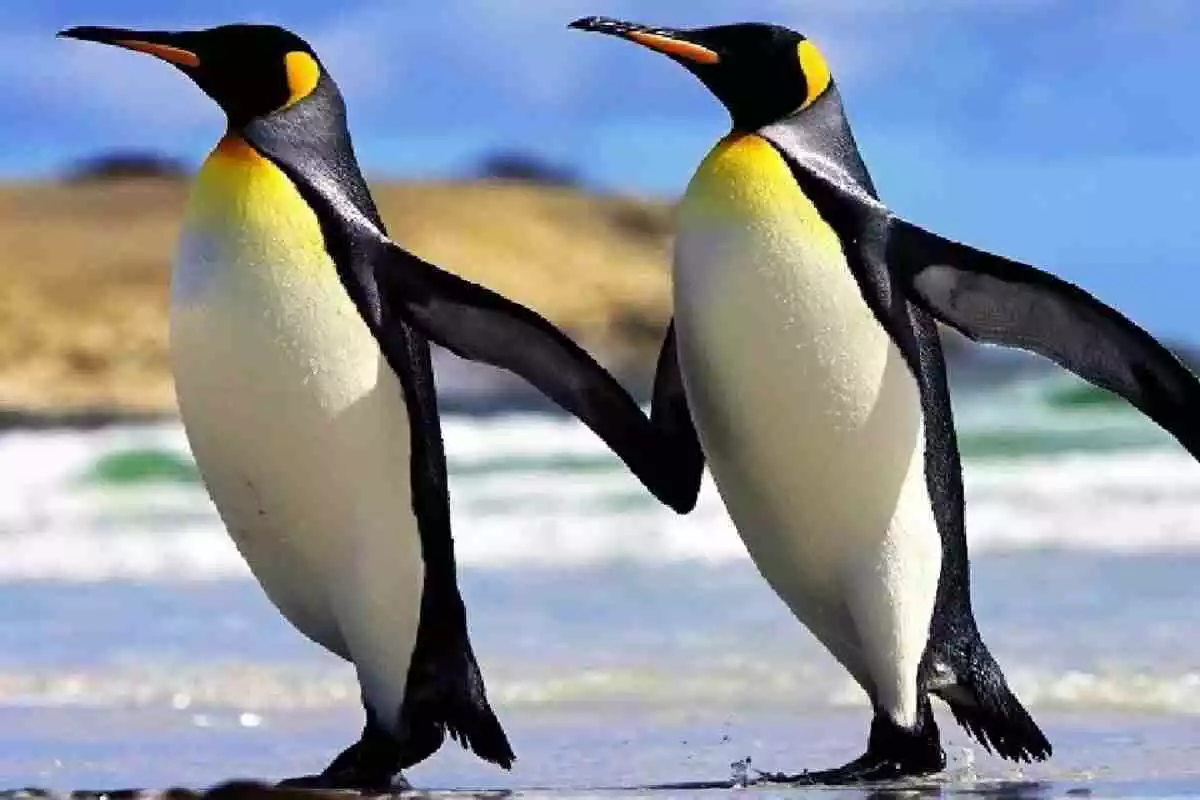 Imatge d'una parella de pingüins