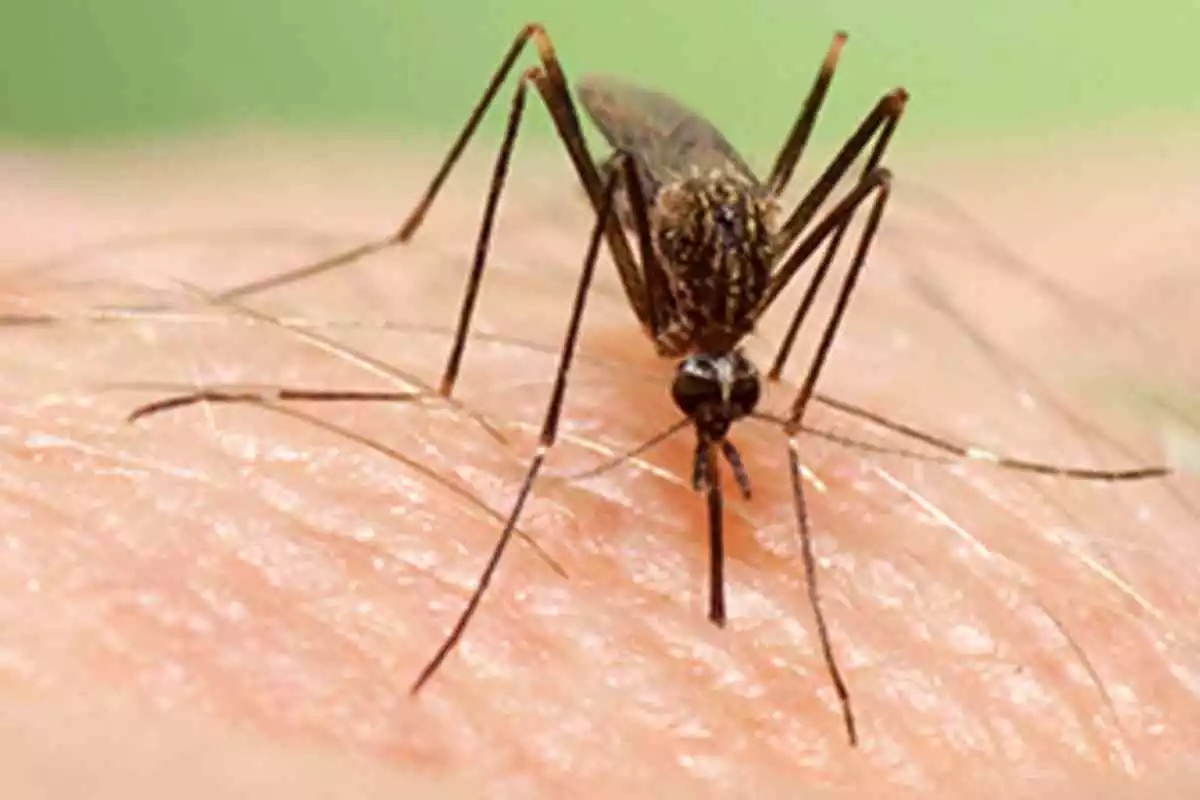 Imatge d'arxiu del mosquit asiàtic Aedes Japonicus