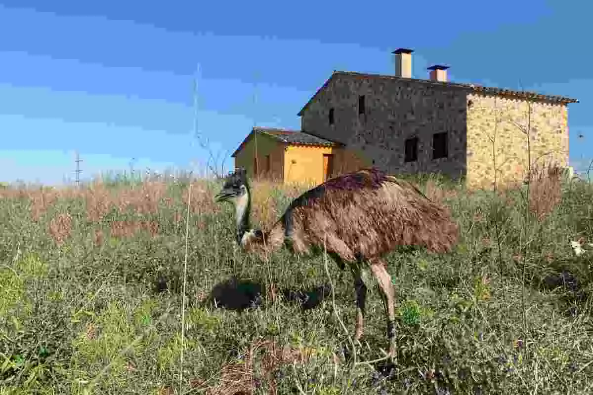 Emú desaparegut a Llagostera (Gironès) el passat 12 d'agost de 2020.
