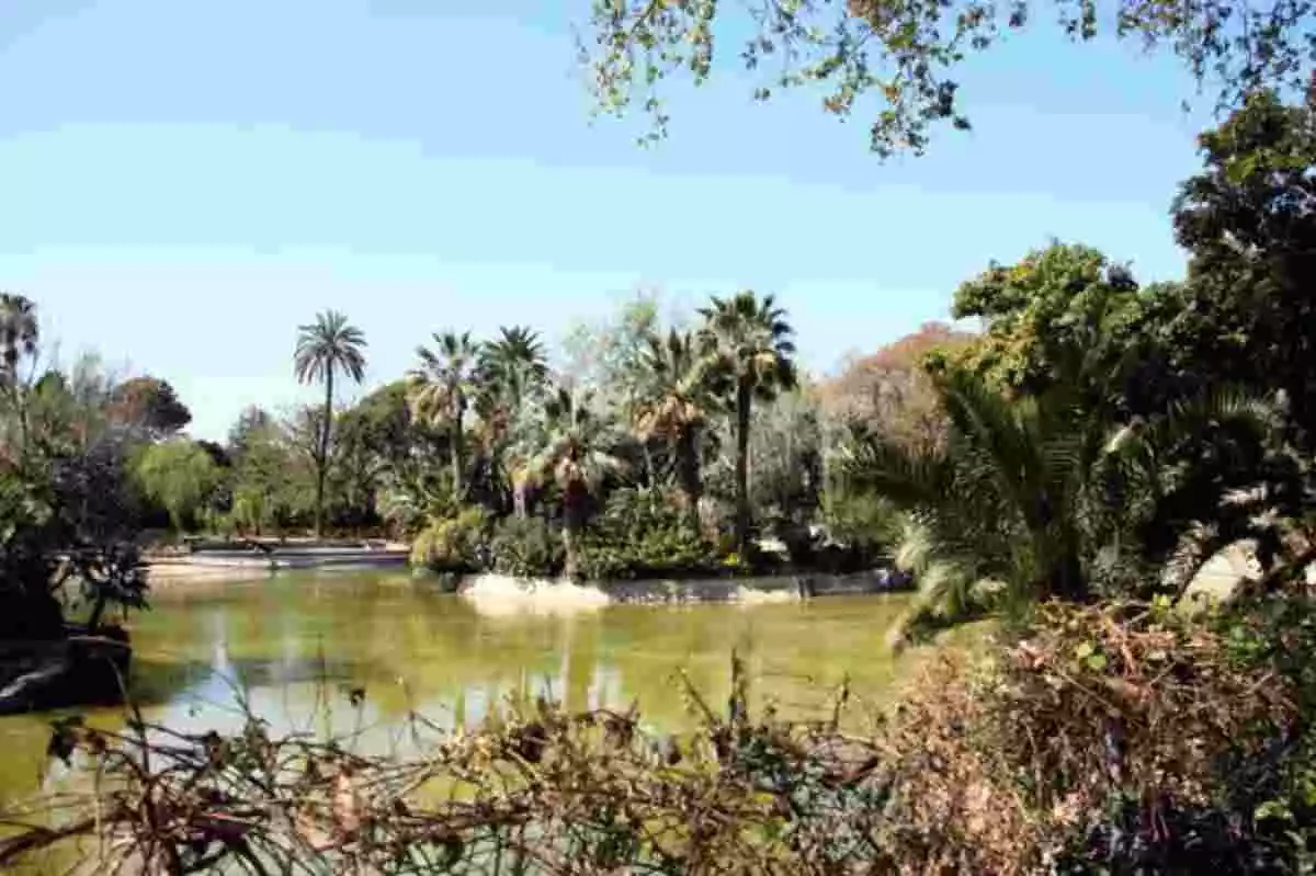 La zona del llac del parc de la Ciutadella de Barcelona amb les aigües verdes i les palmeres