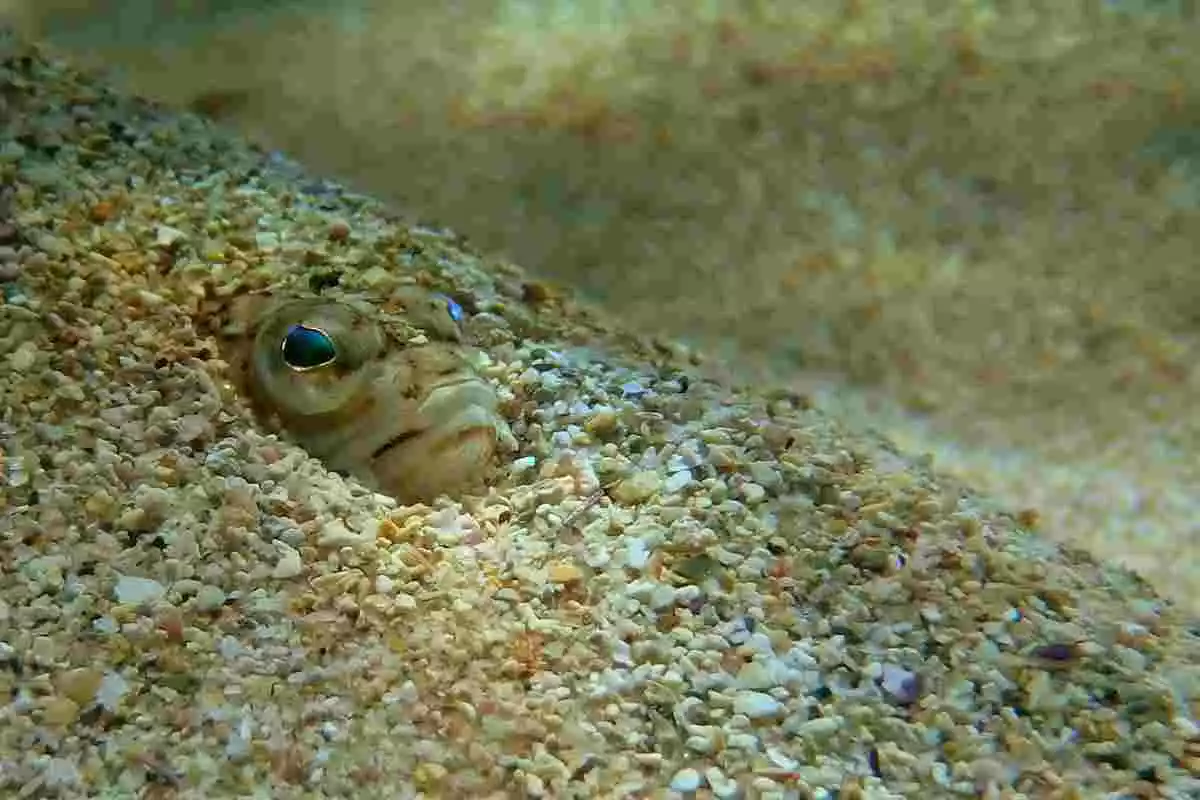 Un peix aranya amagat sota la sorra