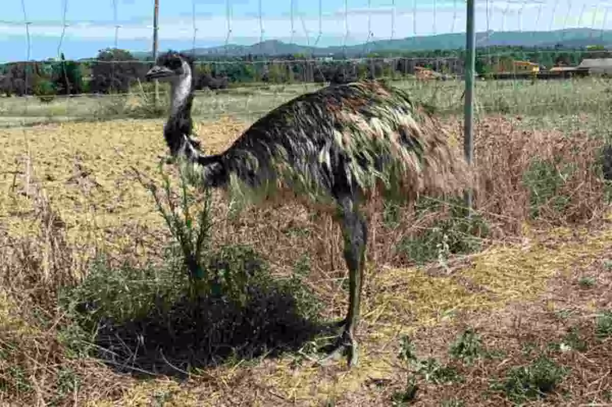 L'emú recuperat a Llagostera, altra vegada dins el seu tancat
