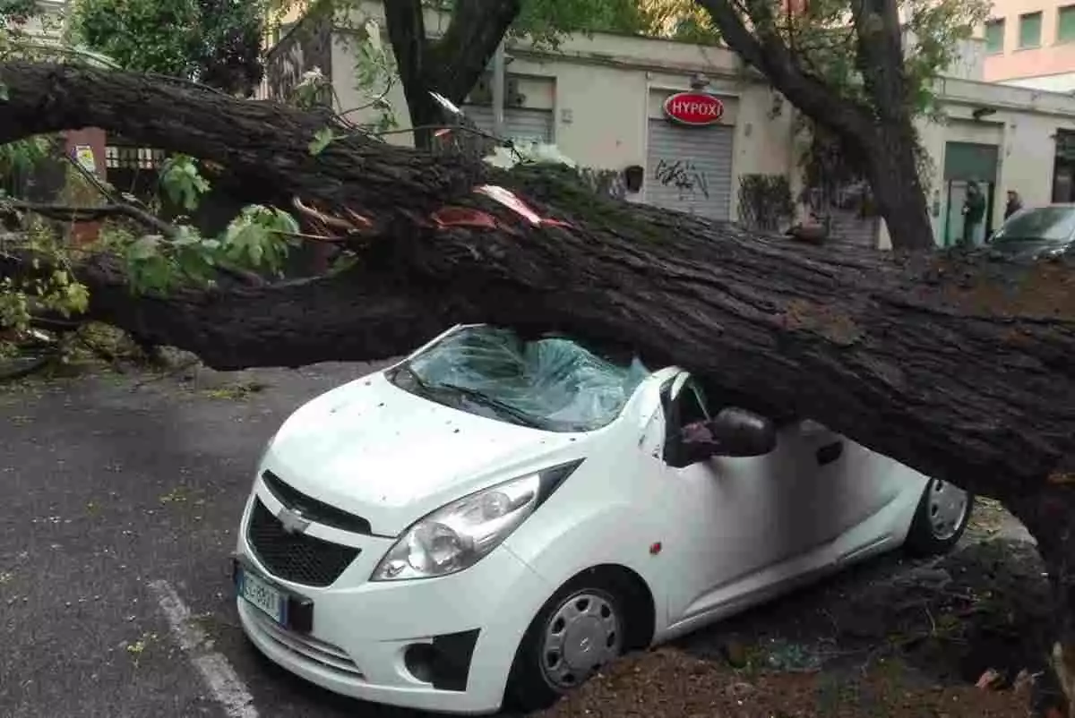 Imatge d'un cotxe afectat per la caiguda d'un arbre pel vent