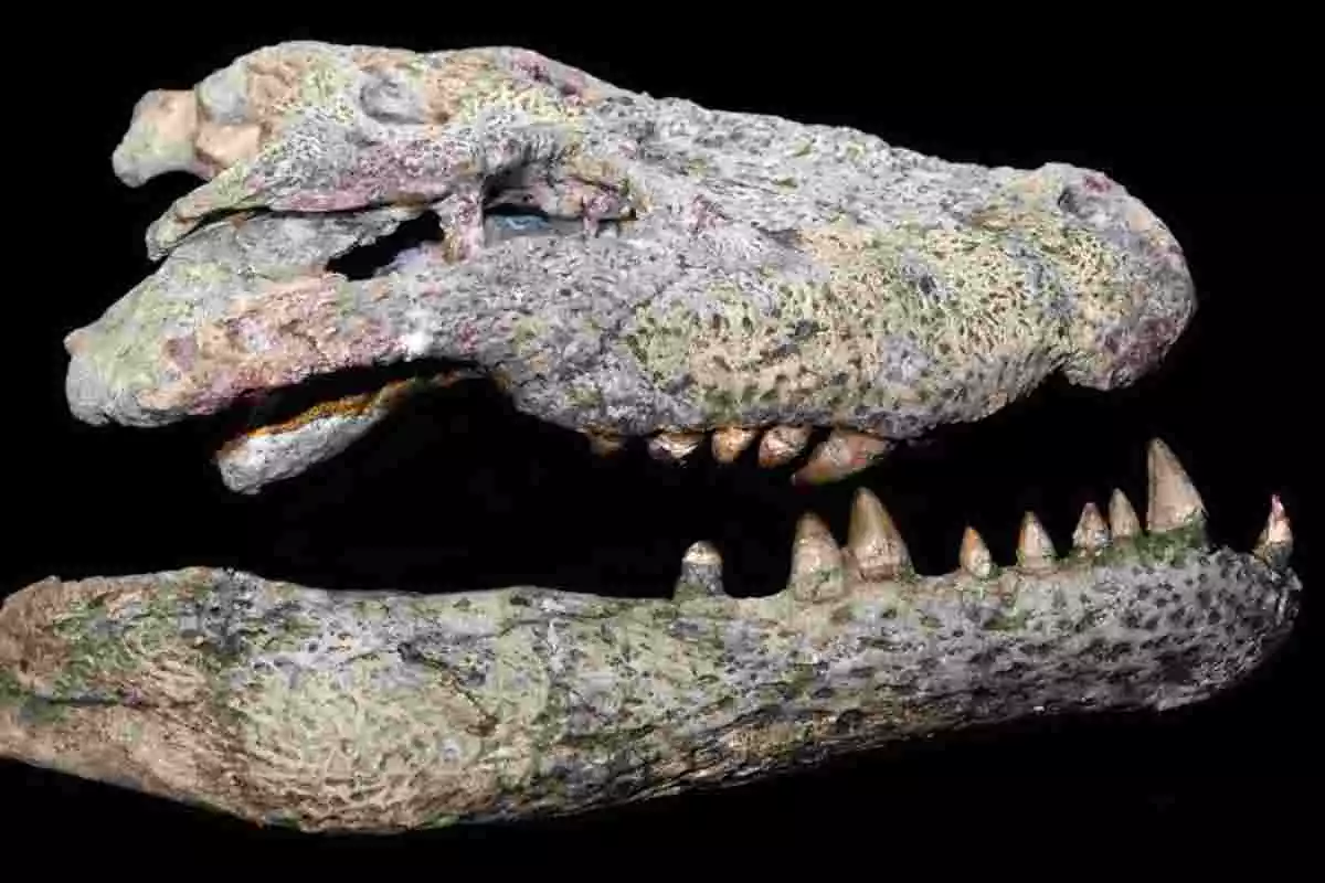 Imatge il.lustrativa d'un fòssil de cocodril