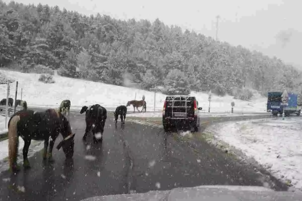 Imatge de la Collada de Toses nevada amb els cavalls al mig de la carretera