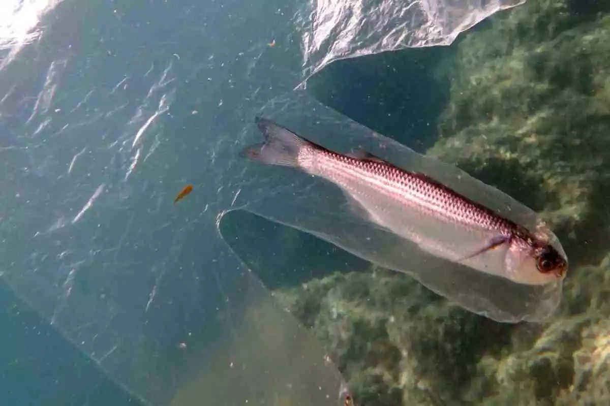 Peix atrapat en un plàstic a la Costa Brava