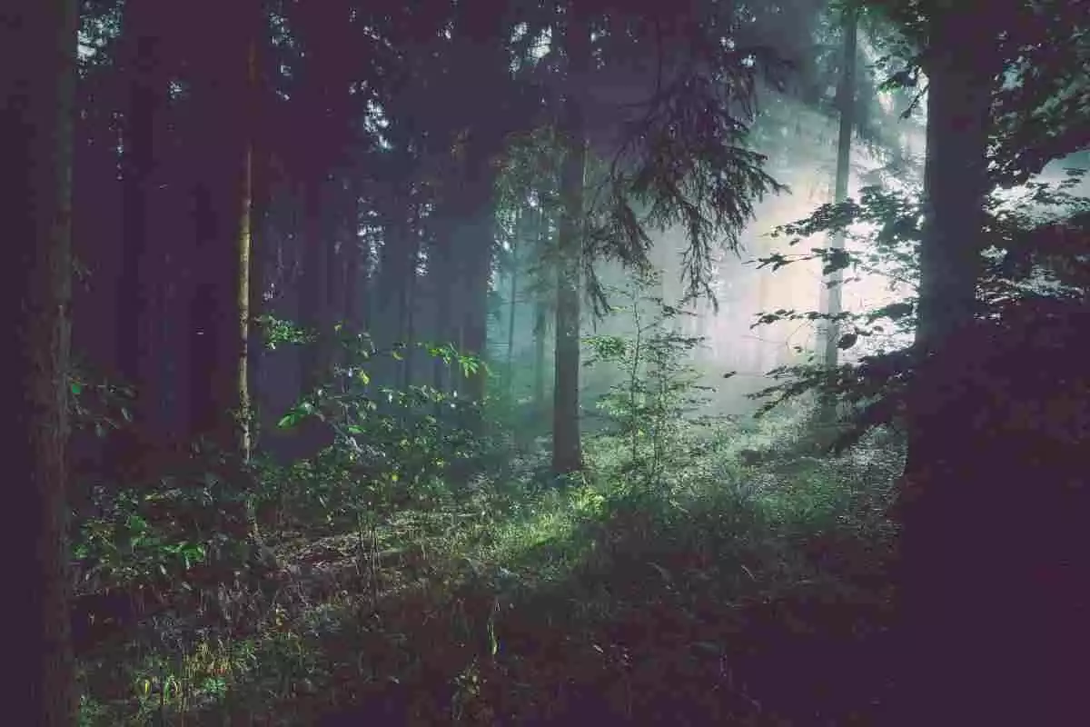 Fotografia d'un bosc situat a Bad Pyrmont, a Alemanya