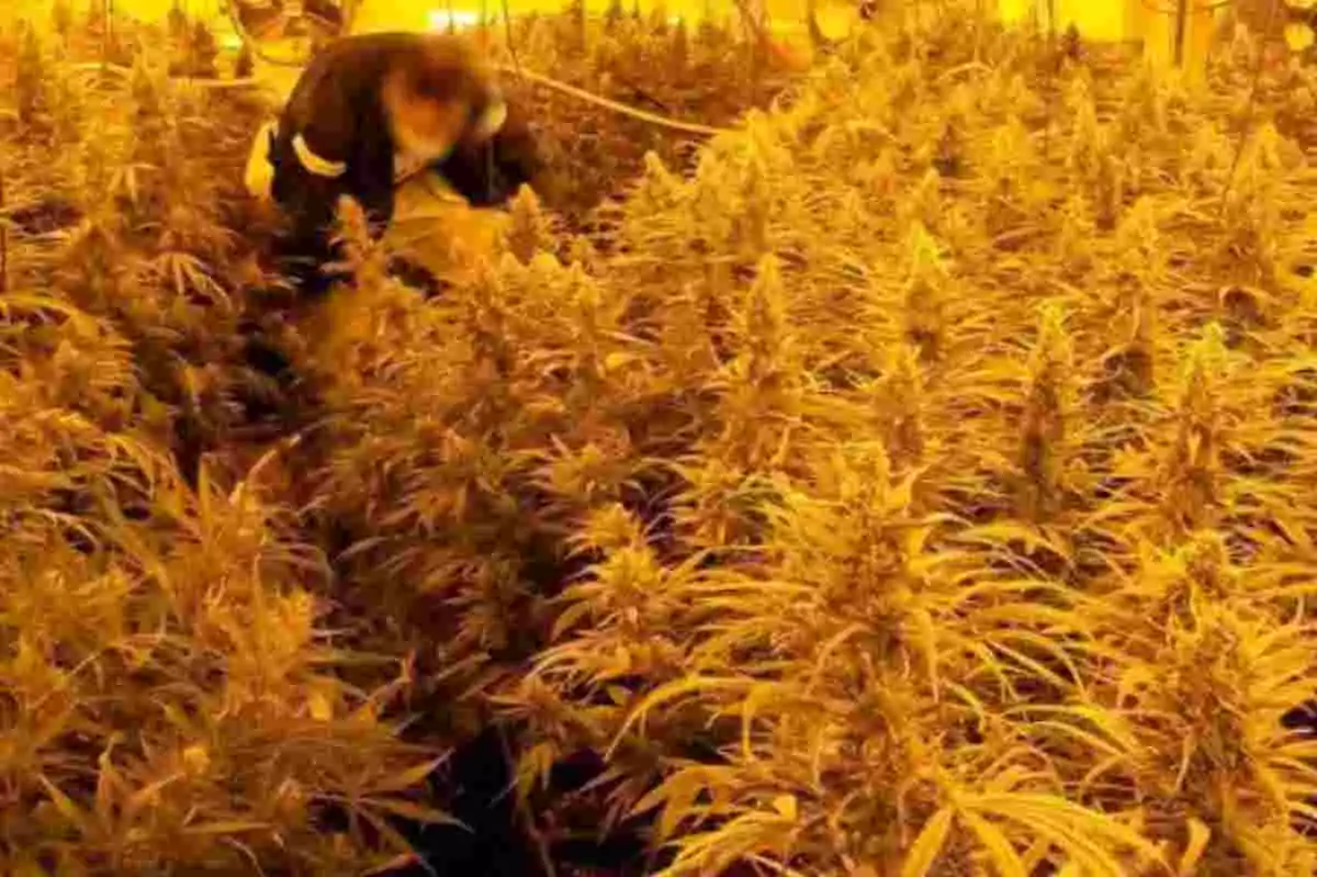Un agent revisa una de les plantacions de marihuana del grup criminal desmantellat pels Mossos