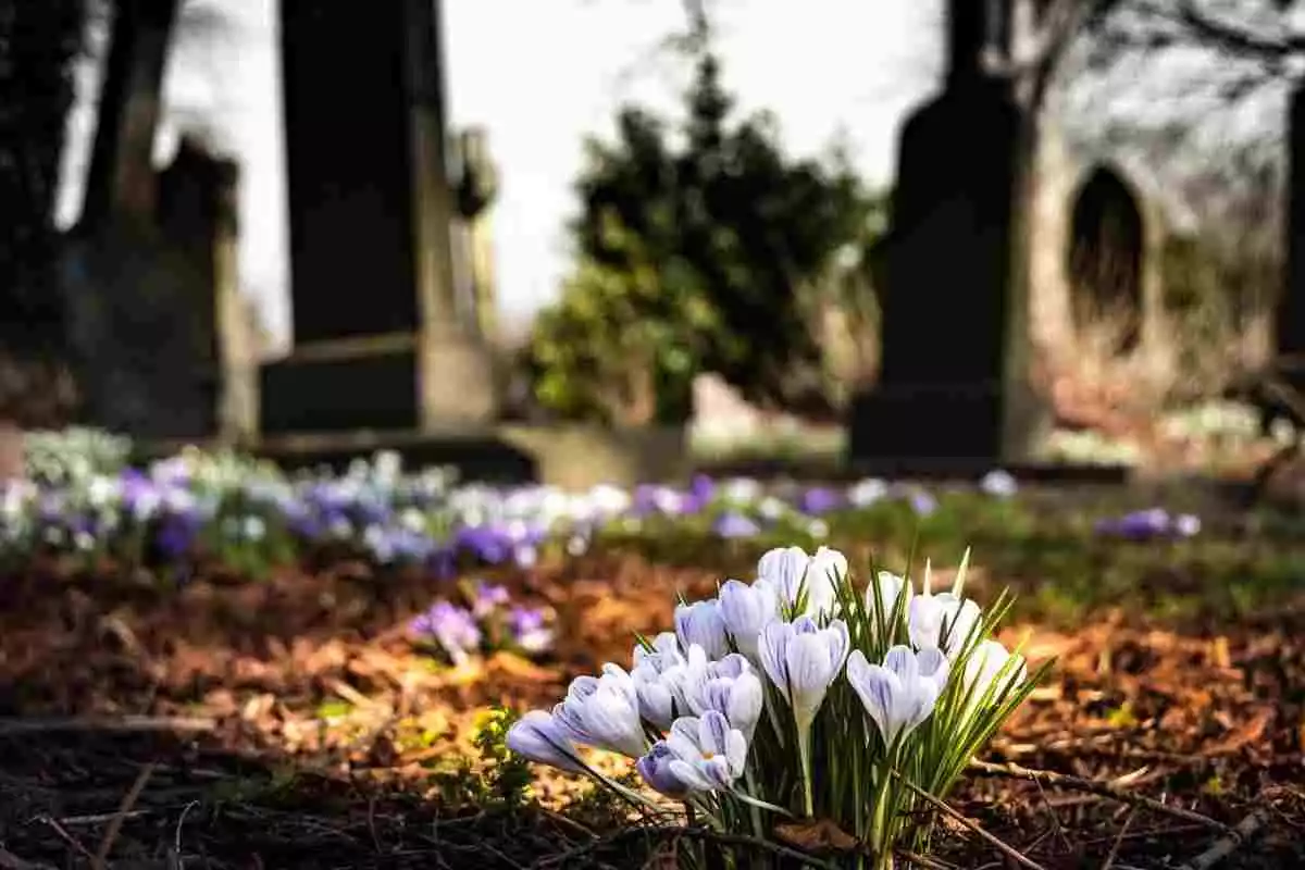 Unes flors envoltades de tombes en un cementiri