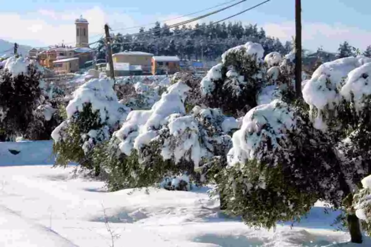 Imatge d'un camp completament nevat a Vilosell, a les Garrigues, l'11 de gener del 2021
