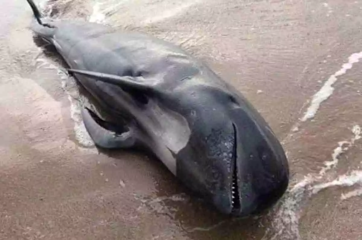Imatge d'un dofí mort al Prat de Llobregat
