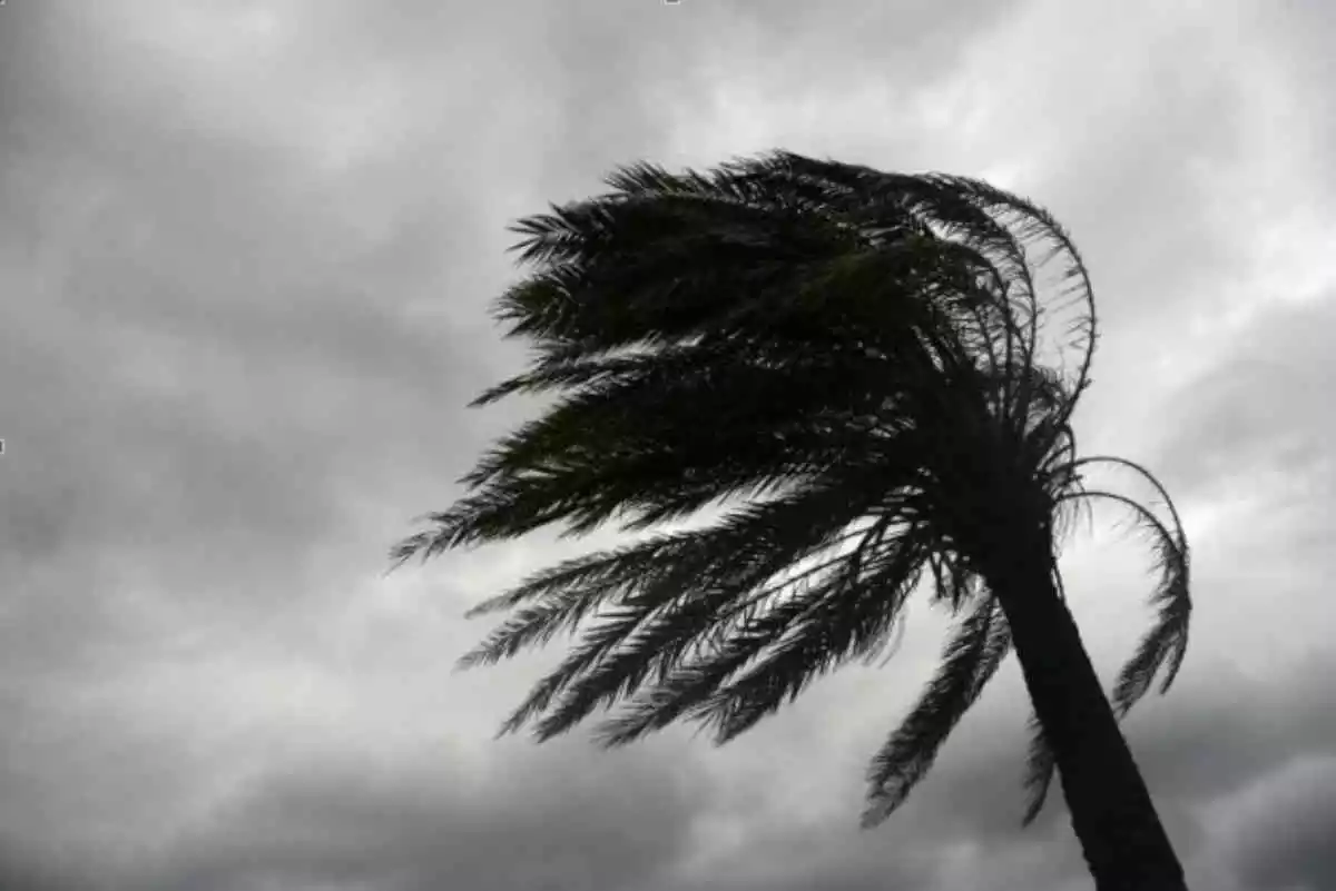 Imatge d'una palmera en ple temporal