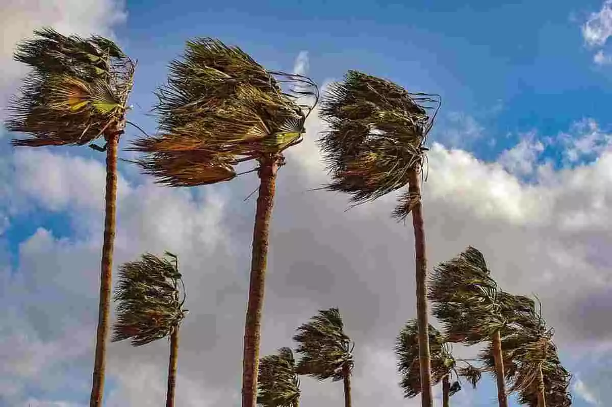 Imatge d'unes palmeres afectades pel vent