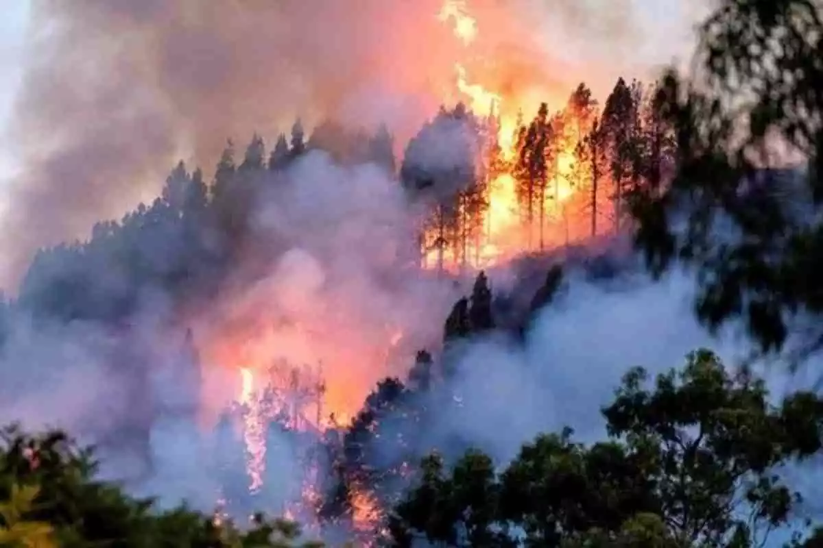Imatge d'un incendi forestal a Gran Canaria
