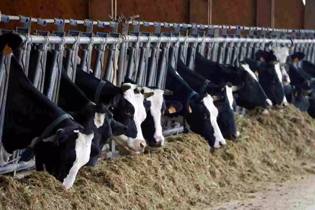 Pla curt d'un grup de vaques menjant farratges en una granja familiar de Santa Maria de Palautordera, al Vallès Occidental